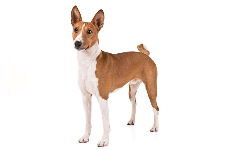 تصویر باسنجی (Basenji)